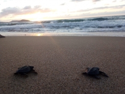 VIVE18.19.02 Sea Turtles Conservation XV/2019/Méxic